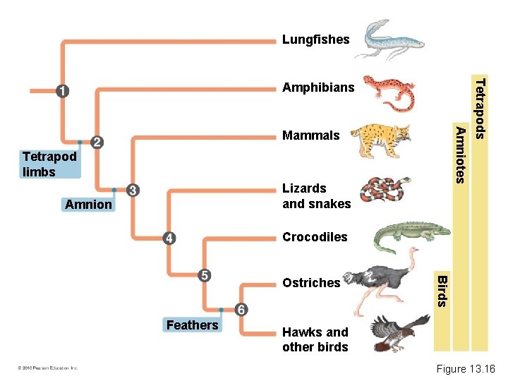 Lungfishes Amniotes Mammals Tetrapod limbs Lizards and snakes Amnion Tetrapods Amphibians Crocodiles Feathers Birds