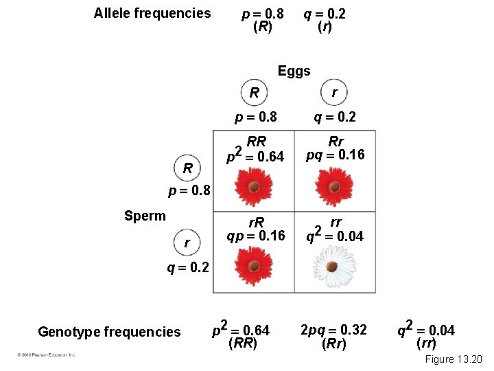 Allele frequencies p 0. 8 (R) q 0. 2 (r) Eggs R R r