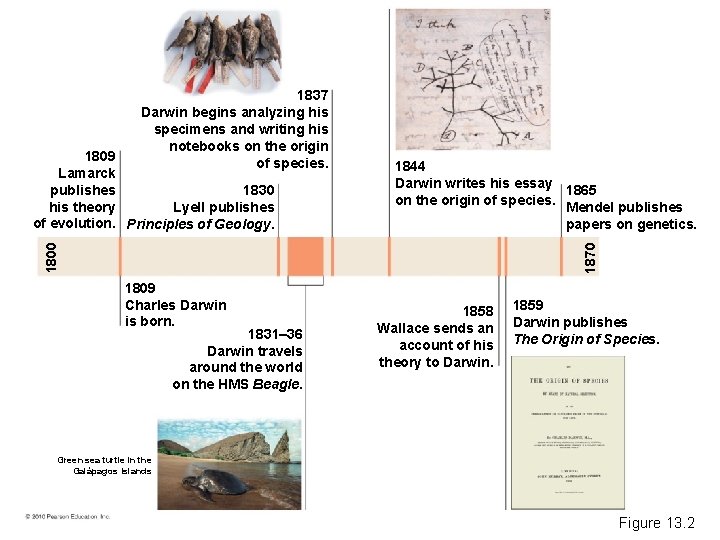 1837 Darwin begins analyzing his specimens and writing his notebooks on the origin of