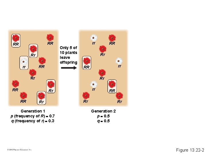 RR RR Rr RR rr rr Only 5 of 10 plants leave offspring Rr