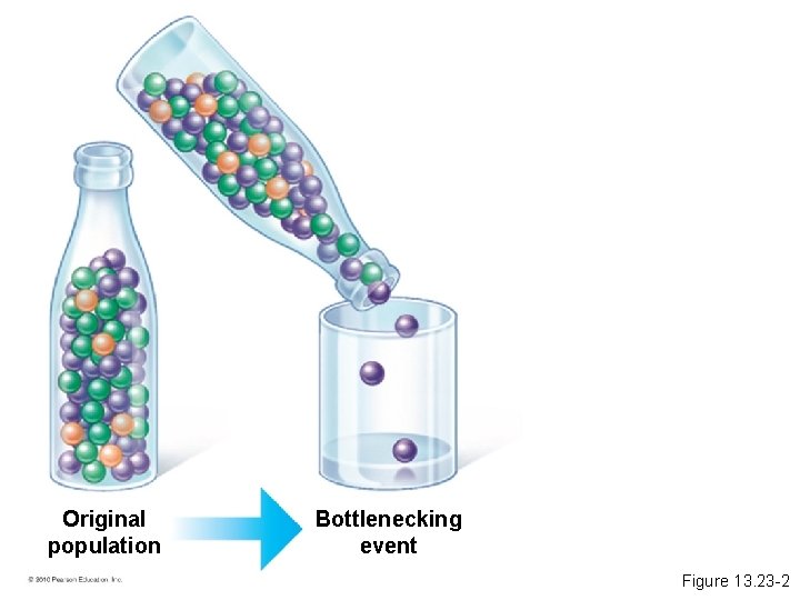 Original population Bottlenecking event Figure 13. 23 -2 