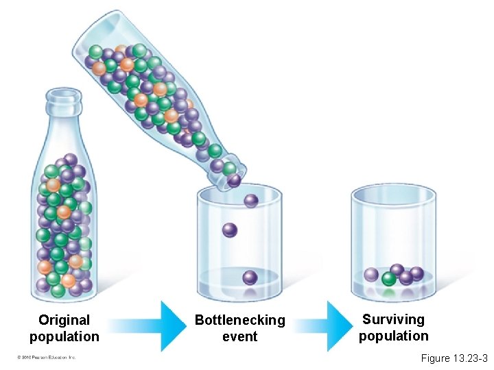 Original population Bottlenecking event Surviving population Figure 13. 23 -3 