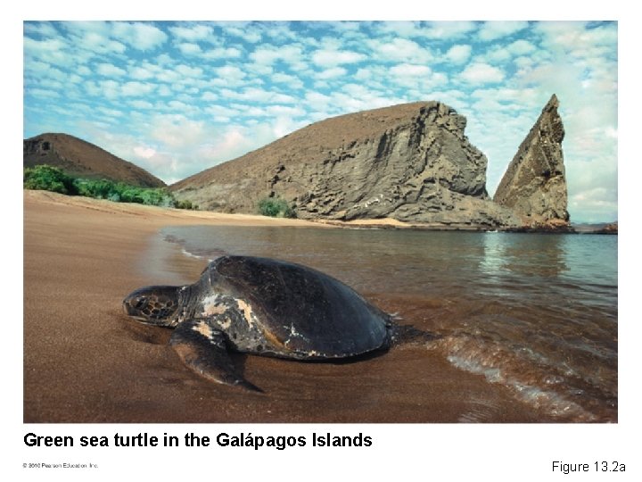 Green sea turtle in the Galápagos Islands Figure 13. 2 a 