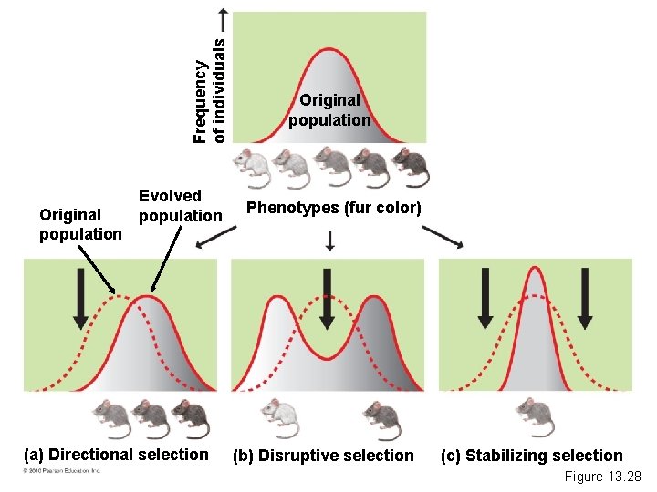 Frequency of individuals Original population Evolved population (a) Directional selection Original population Phenotypes (fur