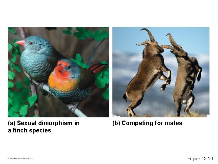 (a) Sexual dimorphism in a finch species (b) Competing for mates Figure 13. 29