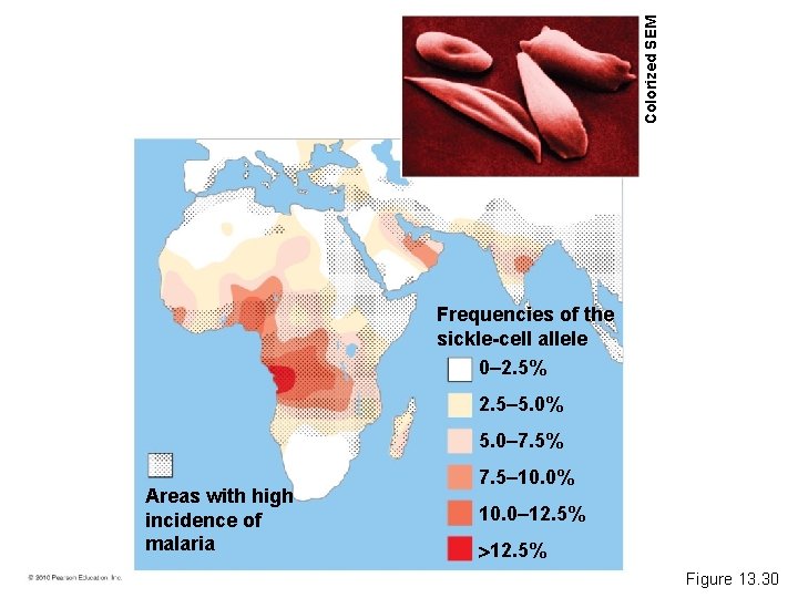 Colorized SEM Frequencies of the sickle-cell allele 0– 2. 5% 2. 5– 5. 0%