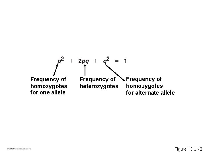 Frequency of homozygotes for one allele Frequency of heterozygotes Frequency of homozygotes for alternate