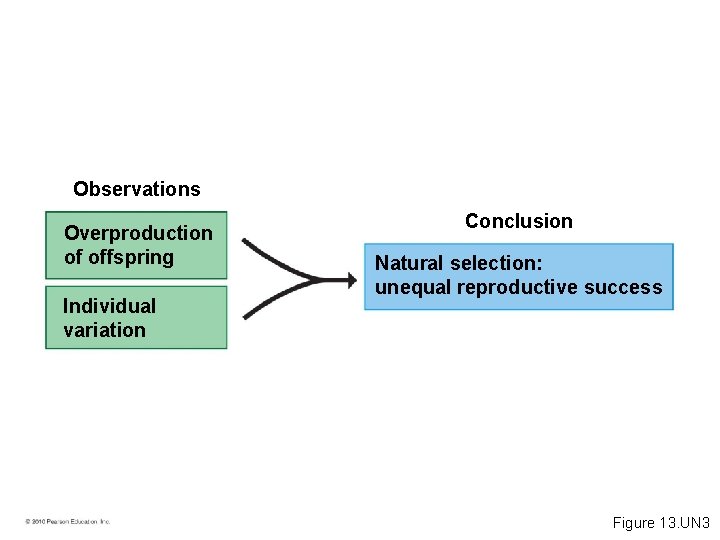 Observations Overproduction of offspring Individual variation Conclusion Natural selection: unequal reproductive success Figure 13.