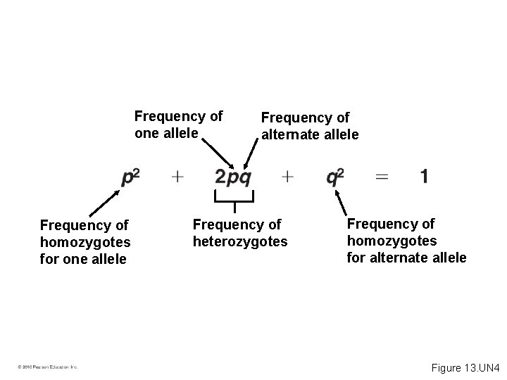 Frequency of one allele Frequency of homozygotes for one allele Frequency of alternate allele