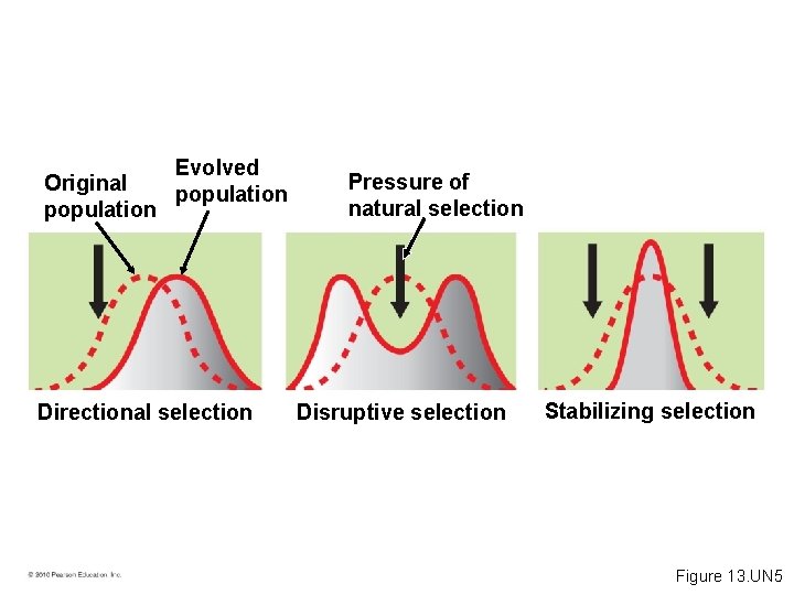 Original population Evolved population Directional selection Pressure of natural selection Disruptive selection Stabilizing selection