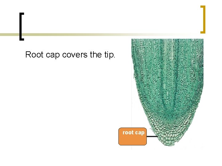 Root cap covers the tip. root cap 