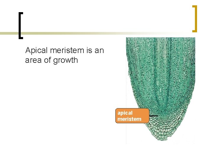 Apical meristem is an area of growth apical meristem 
