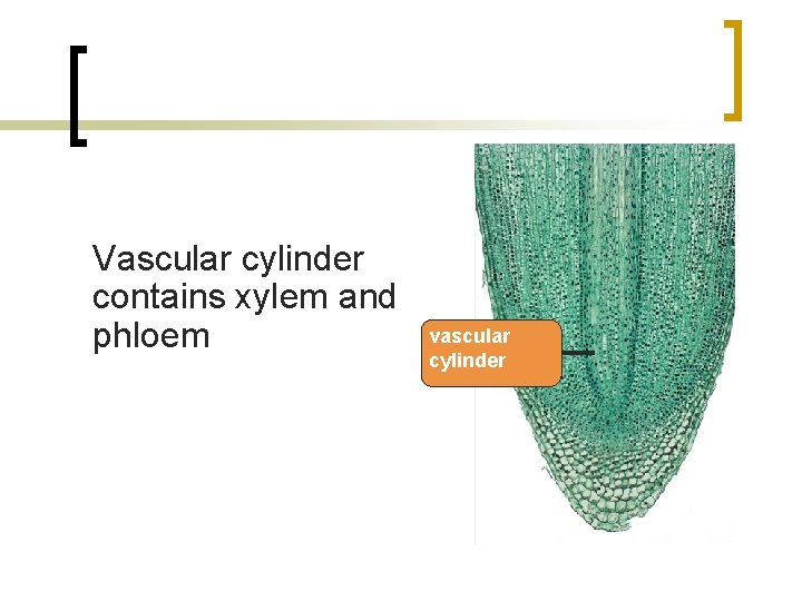 Vascular cylinder contains xylem and phloem vascular cylinder 