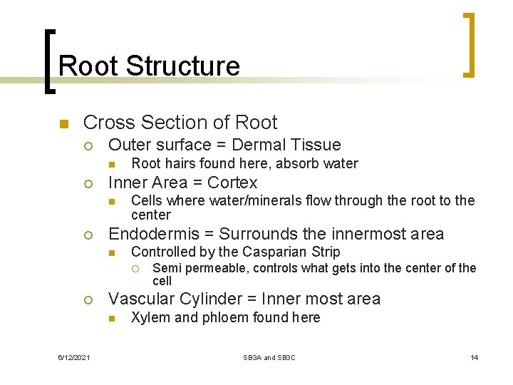 Root Structure n Cross Section of Root ¡ Outer surface = Dermal Tissue n