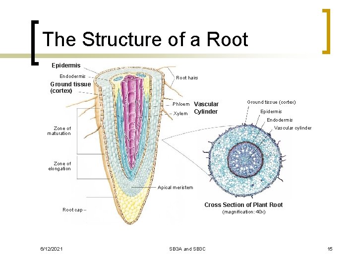 The Structure of a Root Epidermis Endodermis Root hairs Ground tissue (cortex) Phloem Xylem