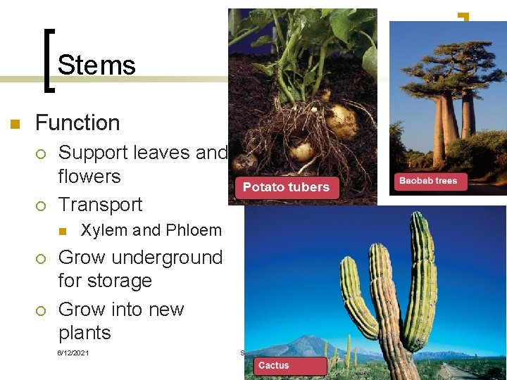 Stems n Function ¡ ¡ Support leaves and flowers Transport n ¡ ¡ Xylem