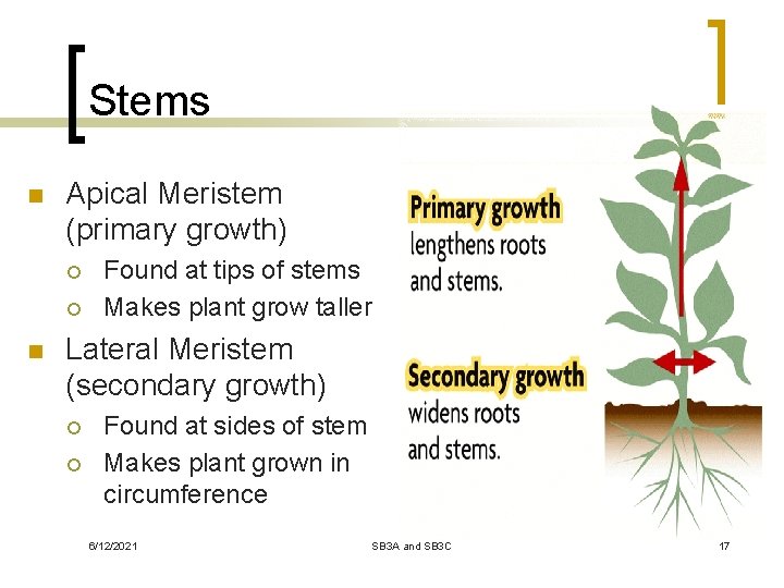 Stems n Apical Meristem (primary growth) ¡ ¡ n Found at tips of stems