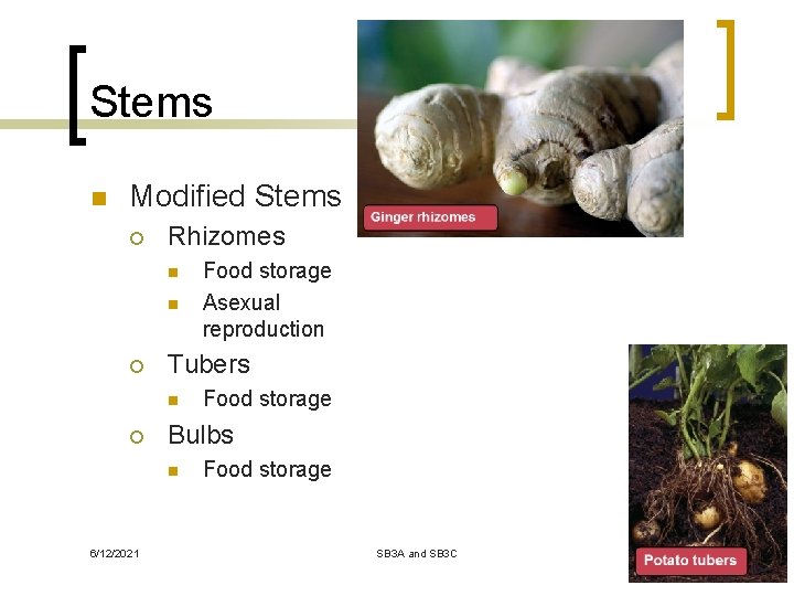 Stems n Modified Stems ¡ Rhizomes n n ¡ Tubers n ¡ Food storage