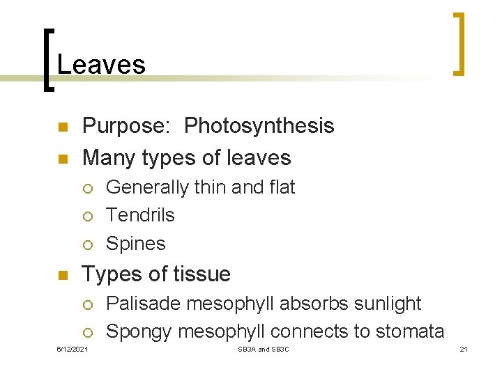 Leaves n n Purpose: Photosynthesis Many types of leaves ¡ ¡ ¡ n Generally