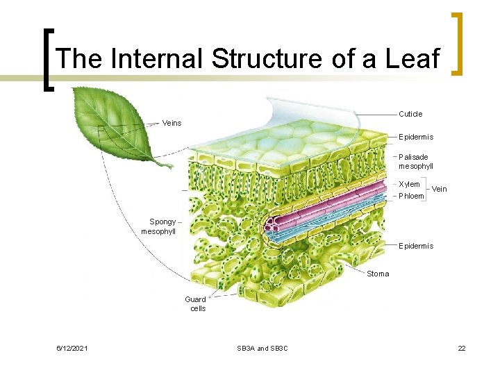 The Internal Structure of a Leaf Cuticle Veins Epidermis Palisade mesophyll Xylem Phloem Vein