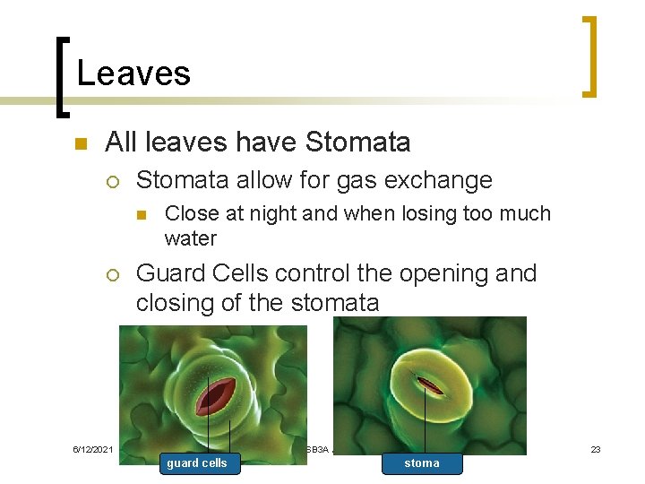 Leaves n All leaves have Stomata ¡ Stomata allow for gas exchange n ¡