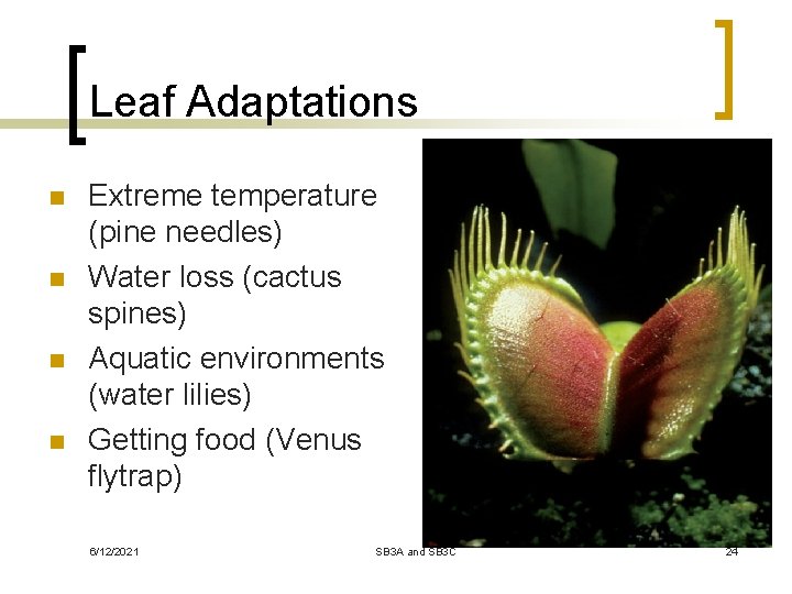 Leaf Adaptations n n Extreme temperature (pine needles) Water loss (cactus spines) Aquatic environments