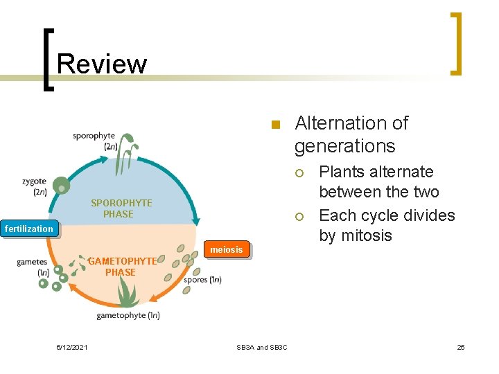 Review n Alternation of generations ¡ SPOROPHYTE PHASE ¡ fertilization meiosis Plants alternate between