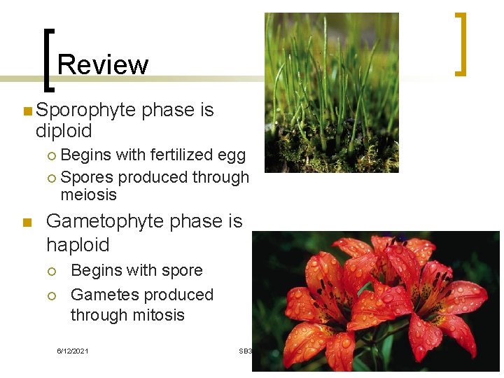 Review n Sporophyte diploid phase is ¡ Begins with fertilized egg ¡ Spores produced