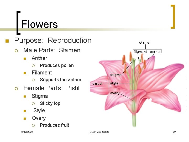 Flowers n Purpose: Reproduction ¡ Male Parts: Stamen n n Supports the anther Female