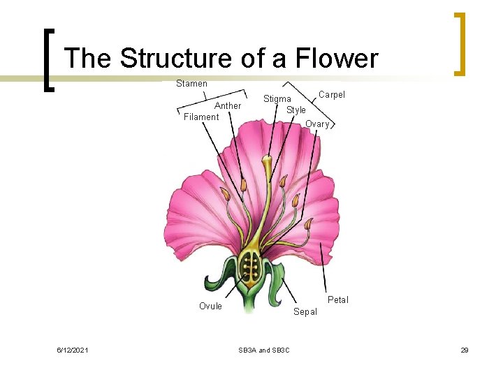 The Structure of a Flower Stamen Anther Filament Stigma Style Ovary Petal Ovule 6/12/2021