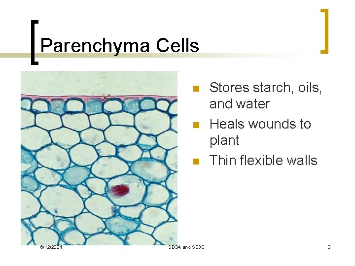 Parenchyma Cells n n n 6/12/2021 SB 3 A and SB 3 C Stores