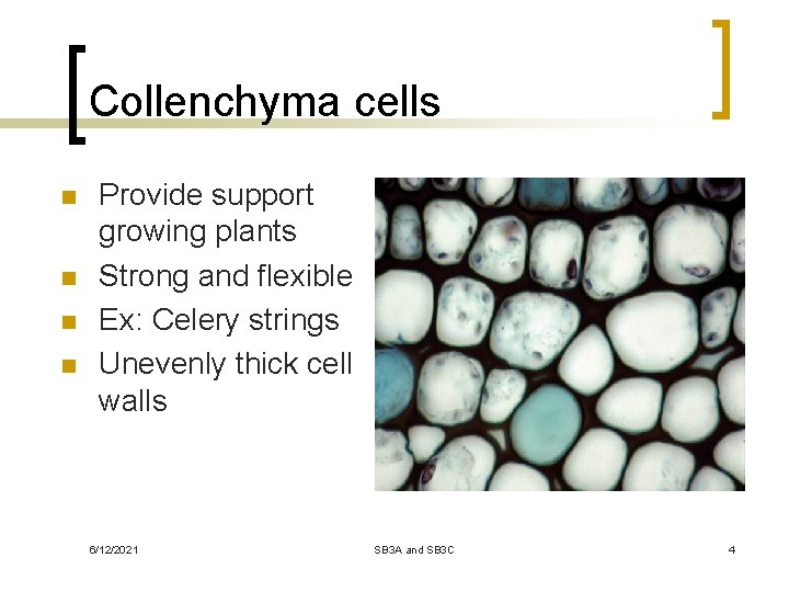 Collenchyma cells n n Provide support growing plants Strong and flexible Ex: Celery strings