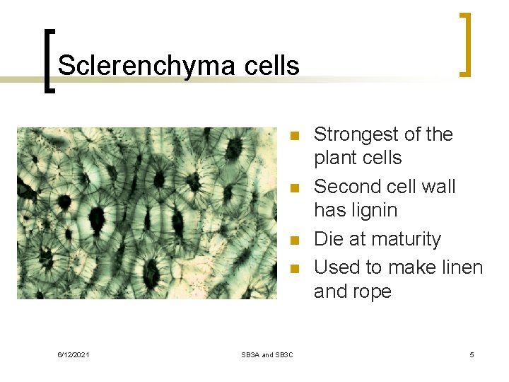 Sclerenchyma cells n n 6/12/2021 SB 3 A and SB 3 C Strongest of