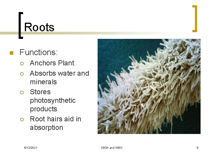 Roots n Functions: ¡ ¡ Anchors Plant Absorbs water and minerals Stores photosynthetic products