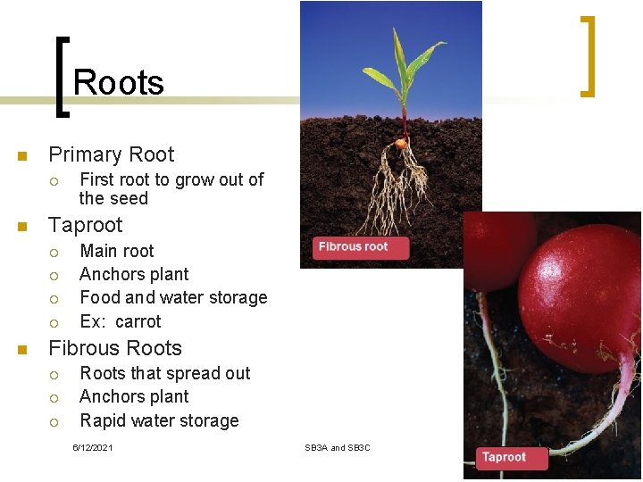 Roots n Primary Root ¡ n Taproot ¡ ¡ n First root to grow