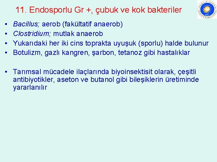 11. Endosporlu Gr +, çubuk ve kok bakteriler • • Bacillus; aerob (fakültatif anaerob)