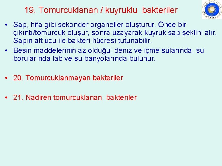 19. Tomurcuklanan / kuyruklu bakteriler • Sap, hifa gibi sekonder organeller oluşturur. Önce bir