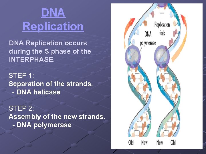 DNA Replication occurs during the S phase of the INTERPHASE. STEP 1: Separation of