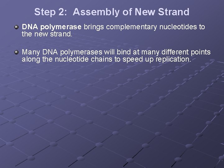 Step 2: Assembly of New Strand DNA polymerase brings complementary nucleotides to the new