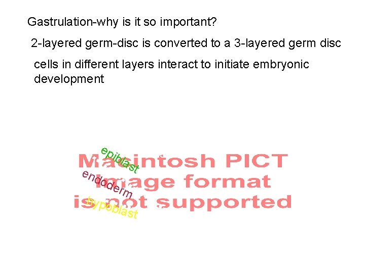 Gastrulation-why is it so important? 2 -layered germ-disc is converted to a 3 -layered