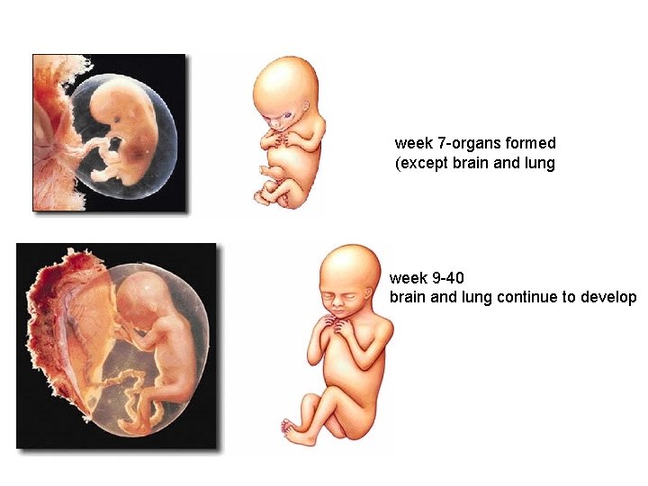week 7 -organs formed (except brain and lung week 9 -40 brain and lung