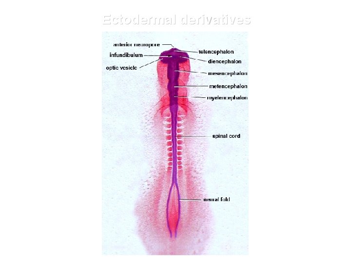 Ectodermal derivatives 