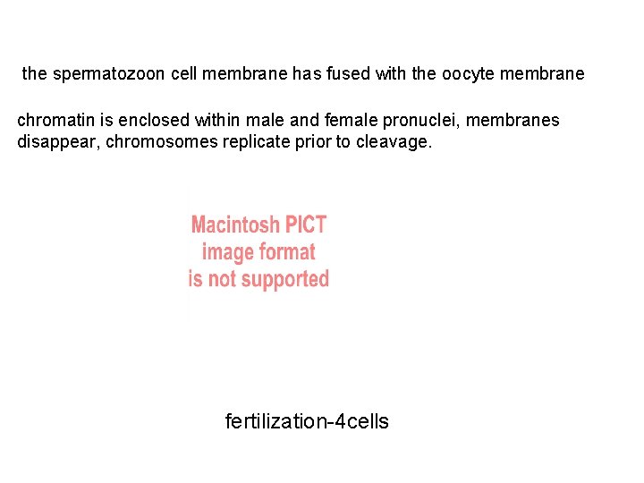the spermatozoon cell membrane has fused with the oocyte membrane chromatin is enclosed within