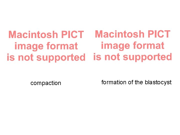 compaction formation of the blastocyst 