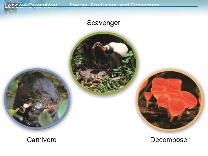 Lesson Overview Energy, Producers, and Consumers Scavenger Carnivore Decomposer 