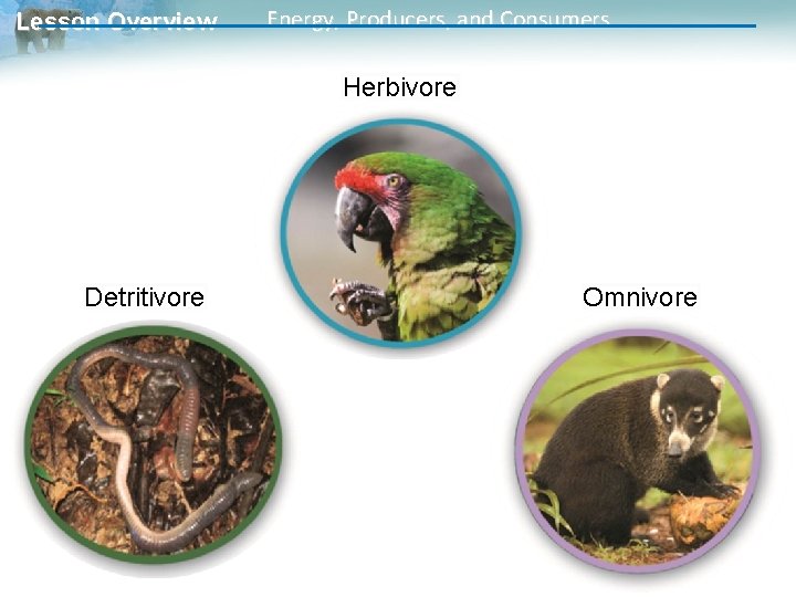 Lesson Overview Energy, Producers, and Consumers Herbivore Detritivore Omnivore 