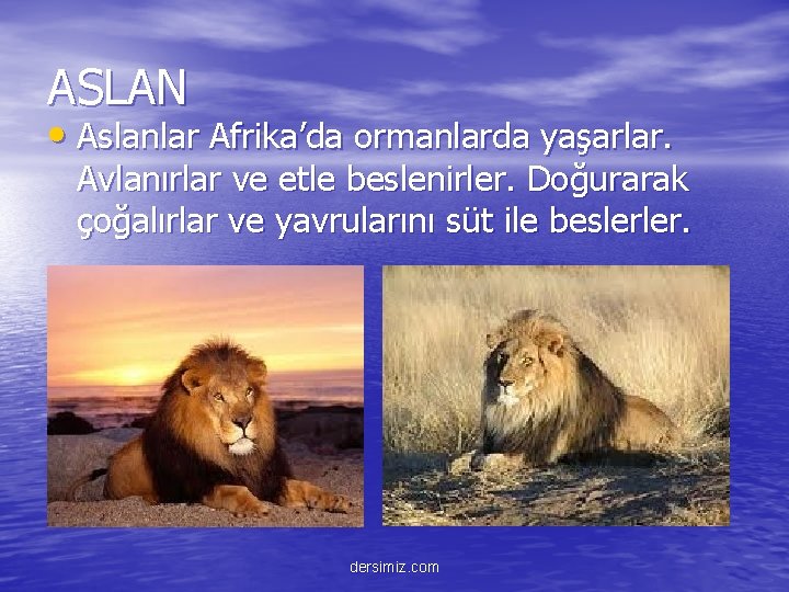 ASLAN • Aslanlar Afrika’da ormanlarda yaşarlar. Avlanırlar ve etle beslenirler. Doğurarak çoğalırlar ve yavrularını