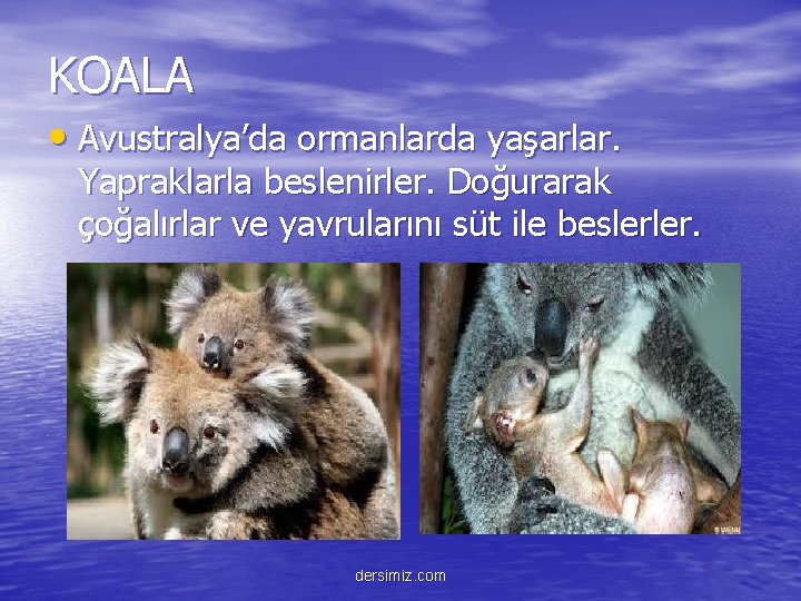 KOALA • Avustralya’da ormanlarda yaşarlar. Yapraklarla beslenirler. Doğurarak çoğalırlar ve yavrularını süt ile beslerler.