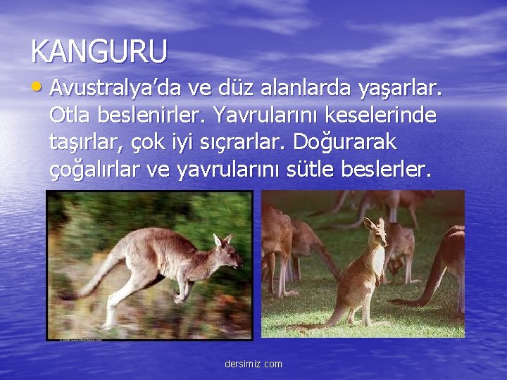 KANGURU • Avustralya’da ve düz alanlarda yaşarlar. Otla beslenirler. Yavrularını keselerinde taşırlar, çok iyi