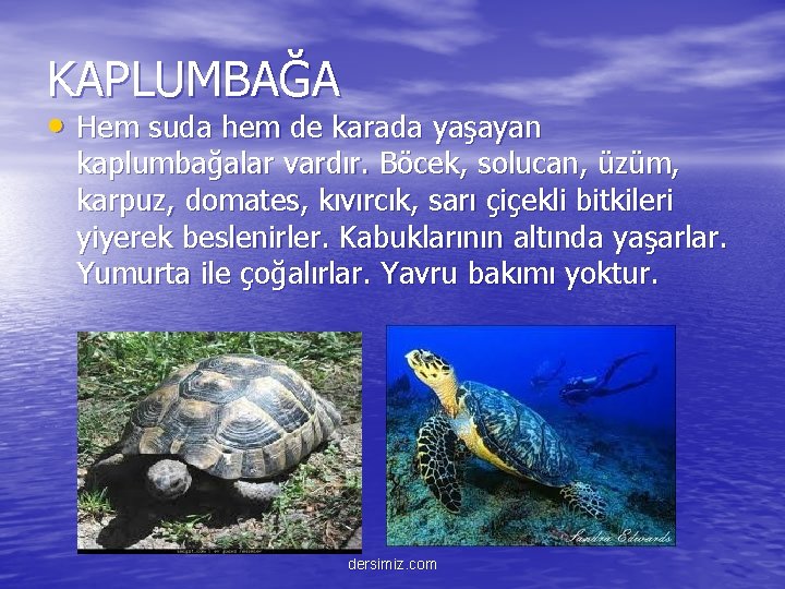 KAPLUMBAĞA • Hem suda hem de karada yaşayan kaplumbağalar vardır. Böcek, solucan, üzüm, karpuz,